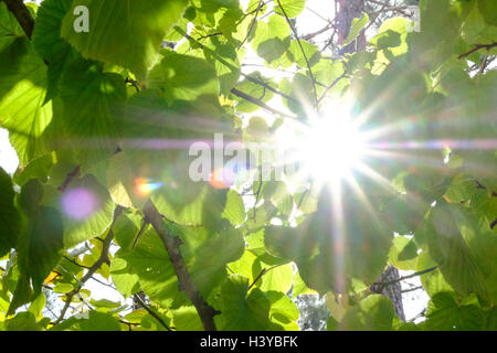 Sole che splende attraverso foglie di albero Foto Stock