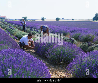 Francia, Provenza, campi di lavanda, lavoratori, raccolto, Europa occidentale, Europa, economia, lavanda, Lavendula, agricoltura, la coltivazione, l'area di coltivazione di piante medicinali, campi, fiori, piante di lavanda, raccolto operaio agricolo, persona, lavanda fie Foto Stock