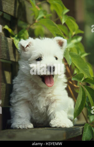 West Highland White Terrier, cucciolo, animale, animali, mammifero, mammiferi, cane cani, Canidae, pet, animali domestici, giovane animale, giovani, bianco, cane cucciolo, animali giovani, cane di razza, la razza, pedigree cane, terrier, sedersi, banca di legno, esterno Foto Stock