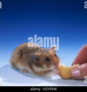 Criceti dorati, mesocricetus auratus, mano, dettaglio, fette biscottate, feed, studio, animali roditori, di mammifero, pet, criceto, rivestimento, alimentazione, nutrizione Foto Stock