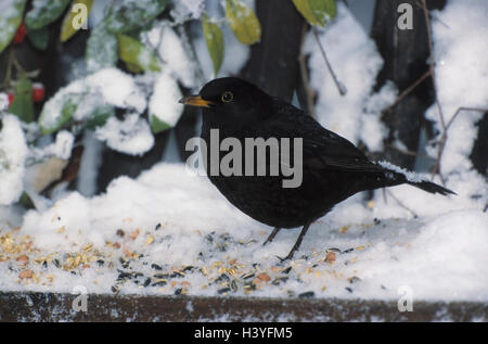 Giardino, alimentazione invernale, merlo, Turdus merula, mondo animale, animali, animale e uccelli canori, Songbird, valvole a farfalla farfalla farfalla nera, birdseed, rivestimento, alimentazione mangiare, ingestione, inverno, la neve Foto Stock