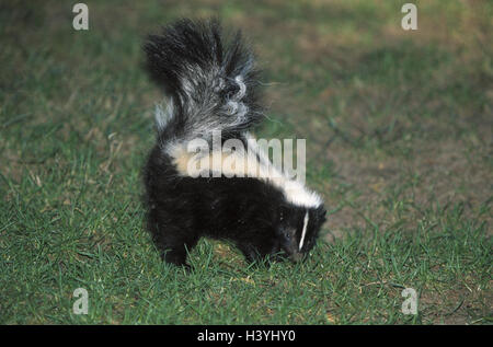 Prato, Streifenskunk, Mephitis mephitis, mondo animale, animali, animale, mammiferi, mammifero, predatori, predator, martora, moffette, skunk, MOFFETTE, Skunk, Streifen-Skunk Foto Stock