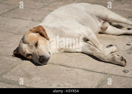 Un mongrel cane dorme nel sole caldo su un percorso in pietra d'estate. Lasciare i cani a pelo menzogna. Foto Stock