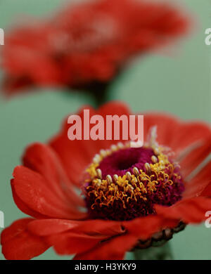 Giardino zinnias, Zinnia spec., dettaglio blossoms, rosso, piante coltivate, compositi Asteraceae, Compositae, Einjahrsblumen, fiori, piante, giardino di piante ornamentali, le teste dei fiori, la fotografia del prodotto, still life Foto Stock