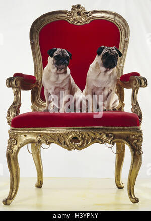 Cani, pugs, poltrona animali mammiferi, animali domestici, cani pedigree,  cane di razza, pug, poltrona, trono, sedia, magnificamente, Golden,  copertura di velluto, bottino, fuori forma, studio, Pug, Pugs Foto stock -  Alamy