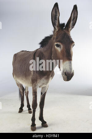 Casa asino, mammiferi, mammifero, uncloven-ungulato, equidi, a vantaggio degli animali, animale benefici, carico asino asino, asinus, bestia da soma, studio, spazio di copia Foto Stock