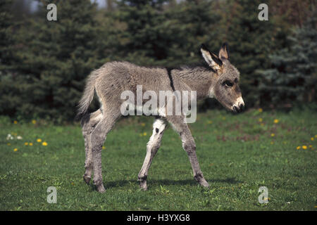 Puledri di asino, prato, animali, animale, mammiferi, mammifero, a vantaggio degli animali, animale benefici, bestia onere, uncloven-ungulato, Perissodactyla, asino, "onkey ", Equus asinus, casa di asino, puledro, asino puledro, giovane animale, animali giovani animali giovani, pas Foto Stock