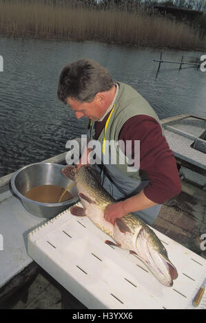 Germania Selenter Lago Barca Da Pesca Uomo Luccio Produzione Di Spawn Da Film Europa Nord Germania
