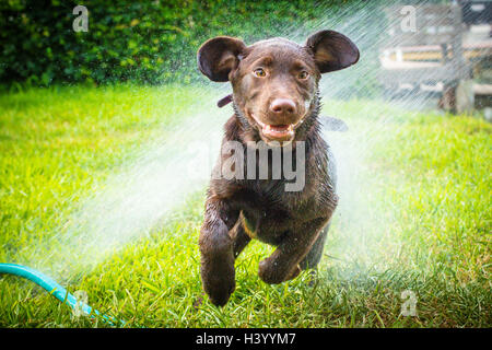 Il labrador retriever cucciolo di cane che corre attraverso il soffione di erogazione dell'acqua Foto Stock