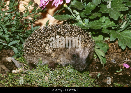 Giardino, hedgehog europea, giovane animale, Erinaceus europaeus, fodera cerca animali, animale, mammiferi, mammifero, Erinaceidae, insectivore, notturno, prato, aiuola, esterno Foto Stock