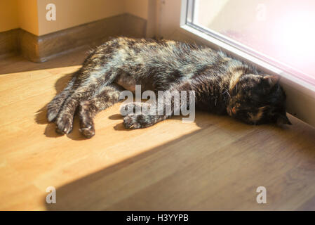 Il gatto è appoggiata nella luce del sole caldo all'interno di home Foto Stock