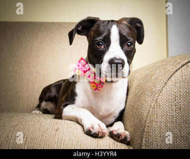 Boston Terrier cane nel filtro bow tie sdraiato sul divano Foto Stock