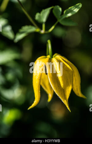 Fiore di un golden clematis (Clematis tangutica) Foto Stock