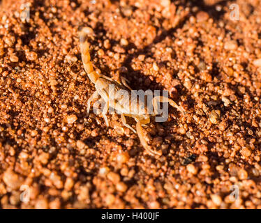 Elevato angolo di close-up di scorpion sul terreno Foto Stock