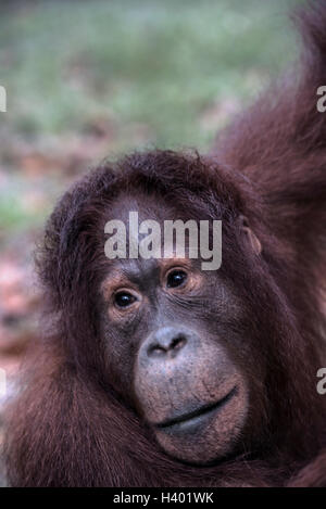 Ritratto di un Orang Utan, Tanjung Putting National Park, Kalimantan, Indonesia Foto Stock