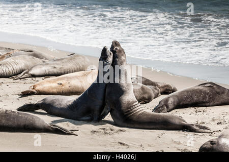 Le guarnizioni di tenuta di elefante combattimenti sulla riva del mare in spiaggia Foto Stock