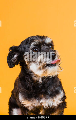 Close-up di cane spuntavano lingua mentre in piedi contro la parete arancione Foto Stock