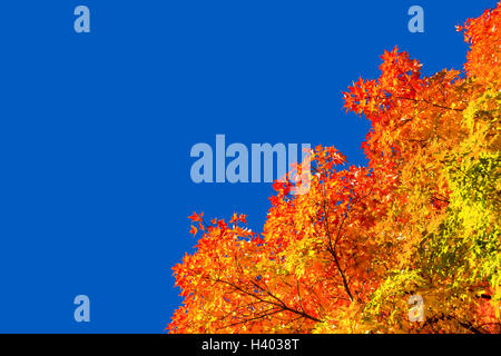 Autunno alberi di acero con foglie rosse contro il cielo blu chiaro a Montreal, Quebec, Canada Foto Stock