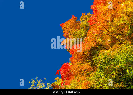 Autunno alberi di acero con foglie rosse contro il cielo blu chiaro a Montreal, Quebec, Canada Foto Stock