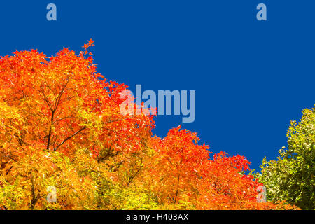 Autunno alberi di acero con foglie rosse contro il cielo blu chiaro a Montreal, Quebec, Canada