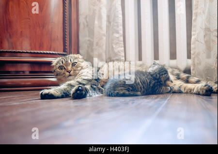 Grigio Scottish Fold cat madre alimenta i suoi gattini Foto Stock