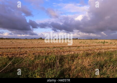 Campo di stoppie in Lincolnshire Fenland - Agricoltura grande cielo blu con nuvole cumulus Foto Stock