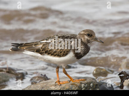 Voltapietre, Arenaria interpres, bambini sui ciottoli in riva al mare, la Knott fine sul mare, Lancashire, Inghilterra, Regno Unito Foto Stock