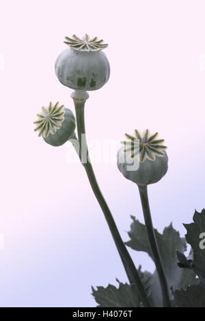 Teste di papavero, Papaver spec., alienati Foto Stock