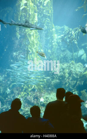 Gli Stati Uniti, Monterey Bay Aquarium, il mondo sottomarino, pesce, vetro di finestra, silhouette, visitatore, vista posteriore America, acqua di mare acquario, animali marini, animali, pesci, squali, pesci sogno, piante, impianti idrici, luogo di interesse, turismo Foto Stock