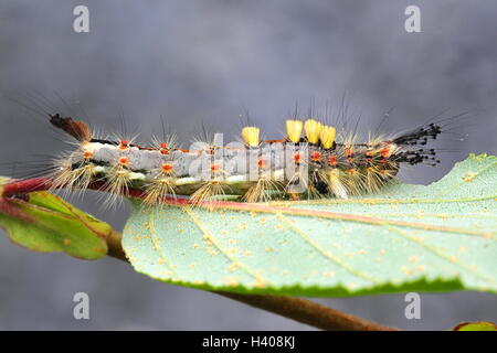 Caterpillar di Rusty Tussock Moth, noto anche il Vaporer Foto Stock