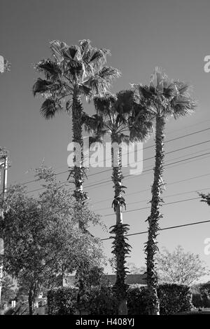 Sabal palme torre sulla scena urbana. Foto Stock