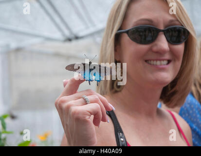 Casa delle farfalle in un giardino di primavera festival in Florida. Donna che mantiene a coda di rondine Pipevine butterfly. Foto Stock