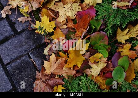 Piacevoli i colori autunnali Foto Stock