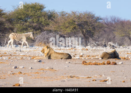 Due maschi giovani leoni pigro disteso sul terreno. Zebra (defocalizzata) passeggiate indisturbate in background. La fauna selvatica in safari Foto Stock