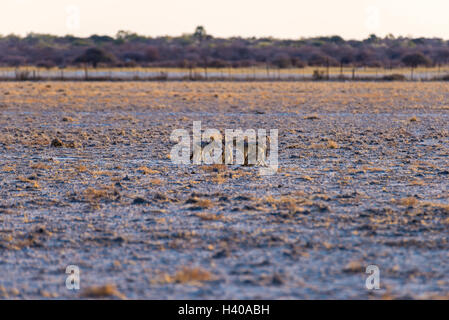 Gruppo di backup nero sciacalli sul deserto pan al tramonto. Il Parco Nazionale di Etosha, la principale destinazione di viaggio in Namibia, Africa. Foto Stock