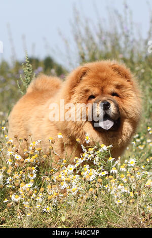 Cane Chow Chow Chow-chow adulto crema rossa in piedi in un campo fiore ritratto Foto Stock