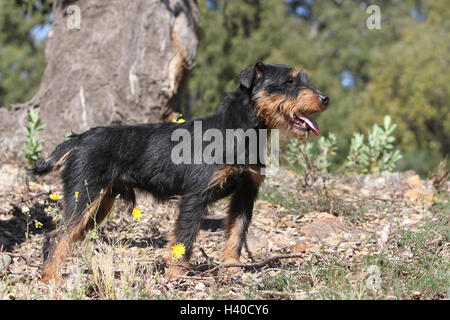 Cane Jagdterrier / jagd terrier / Deutscher Jagdterrier adulto foresta permanente attento Foto Stock