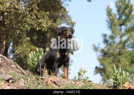 Cane Jagdterrier / jagd terrier / Deutscher Jagdterrier adulto foresta permanente attento Foto Stock