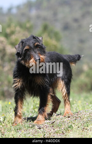 Cane Jagdterrier / jagd terrier / Deutscher Jagdterrier cane da caccia permanente foresta attento Foto Stock