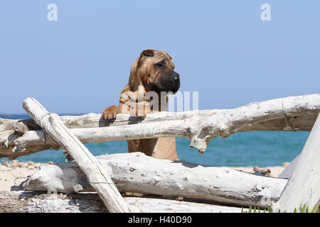 Cane Shar Pei adulto permanente sulla spiaggia vacanze cielo blu su un ceppo di albero su una tavola di legno di una foresta di registro su un tronco di albero della foresta di legno Foto Stock