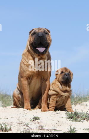 Cane Shar Pei adulto e cucciolo sulla spiaggia spiagge di sabbia del mare in estate sole caldo vacanze vacanze dune dune sit, seduta, Foto Stock