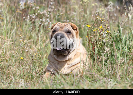 Cane Shar Pei adulto volto ritratto rosso fulvo giacente Foto Stock