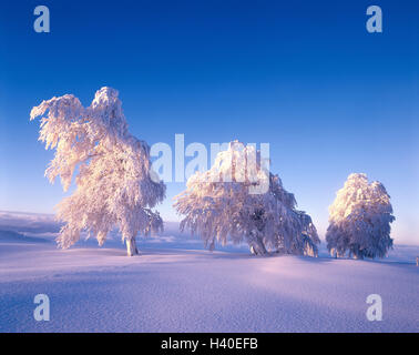 Baden-Wurttemberg,Fagus sylvatica,germania,Schauinsland,paesaggio invernale,il faggio,blu,freddo,faggio comune,contrasto,free-standing,frost,natura,scenario,stagione,seclusion,SKY,snow,tree,intatta,l'inverno Foto Stock