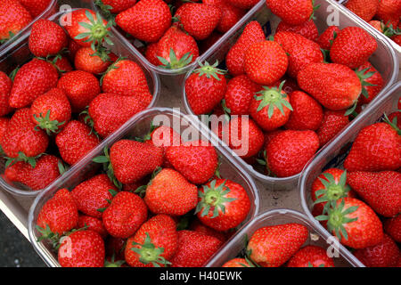 Fragole Foto Stock