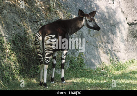 Okapi, Okapia johnstoni, animali mammiferi, mammifero, animale selvatico, animali selvatici, ruminanti, animali biungulati, Artiodactyla, giraffe, Giraffidae, foresta giraffe, foresta giraffe, collo corto giraffe, Okapiinae, pellicole, campioni, modellato, fauna selvatica, intero Foto Stock