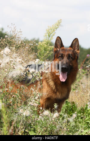 Cane pastore tedesco cane / Deutscher Schäferhund adulto ritratto naturale della natura Foto Stock