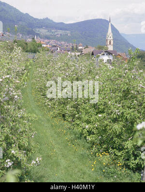 L'Italia, Alto Adige, San Anton, vicino Caldaro, chiesa, apple-alberi, fiori, Europa, Nord Italia, villaggio, luogo, vista locale, Steeple, rurally, Weinstrasse, Südtirol Weinstrasse, stagione primavera, la fioritura di un albero da frutto-tree blossom, frutta cult Foto Stock