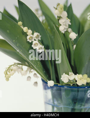 Vaso, il giglio della valle, Covallaria majalis, dettaglio, vetro, vetro d'acqua, piante, Lily impianto, protetto, la conservazione della natura, fiori di primavera, fiori, molla, bouquet, verde, bianco Foto Stock