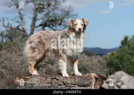 Cane pastore australiano / Aussie adulto ((red Merle) in piedi su una tavola di legno Foto Stock