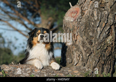 Cane pastore australiano / Aussie adulto (nero tricolore) giacente Foto Stock
